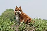 CHIEN FINNOIS DE LAPONIE 175